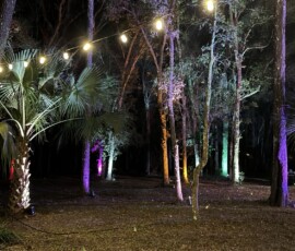 Colorful outdoor uplighting illuminating trees and landscaping for an Orlando event