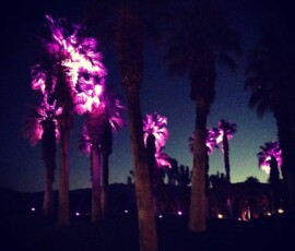 Purple landscape lighting illuminating palm trees at night in Orlando